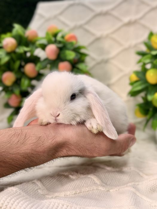 Quyon Quyonlar Кролик кролики