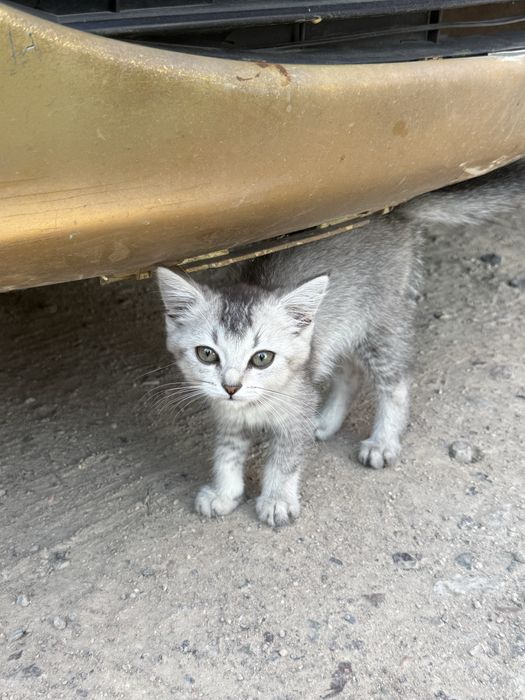 Отдам котенка бесплатно