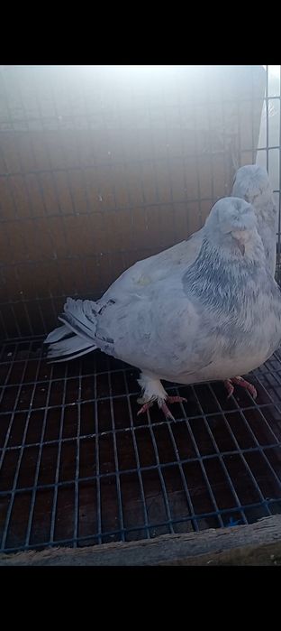 Продам таклу разных мастей