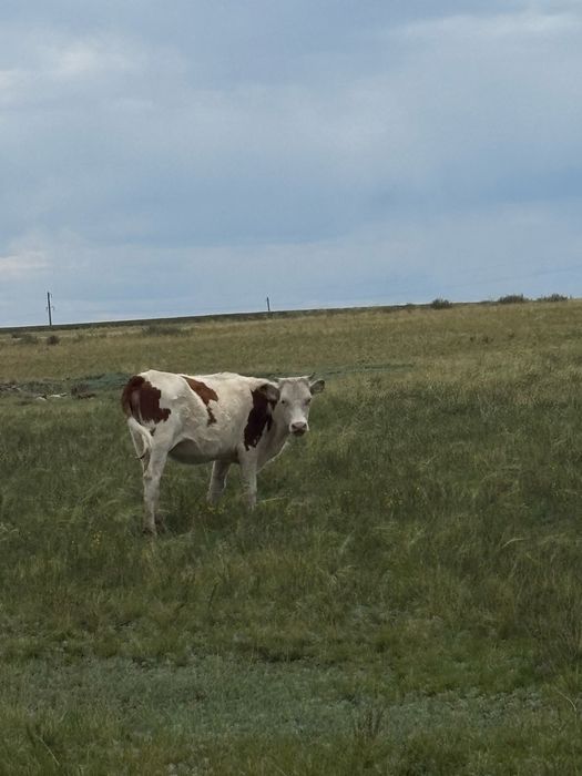 бір жарым жасар тайынша