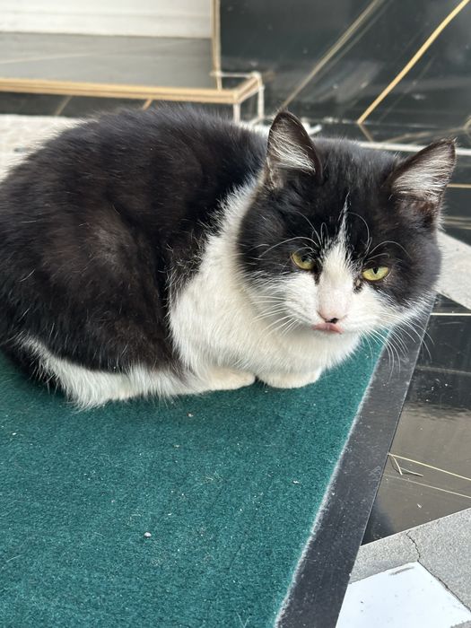 Mushuk tekinga beriladi domshniy qo’lga o’rgangan