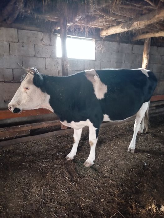 Продам корову доиная