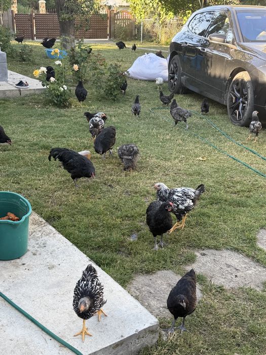 Gaini din rasele Australorp si Wyandotte