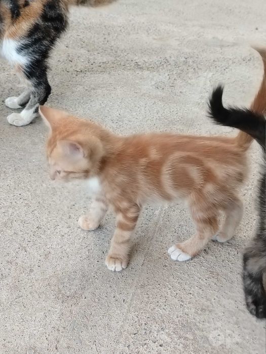 Mushuk bolasi 4 ta bepul