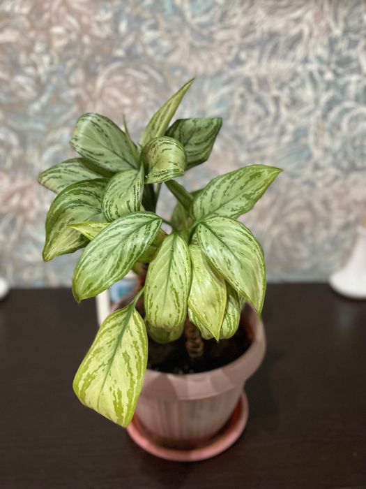 Комнатные растения