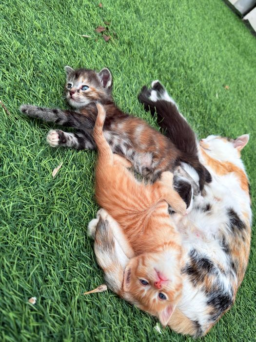 Котята мальчики и девочка в добрые руки