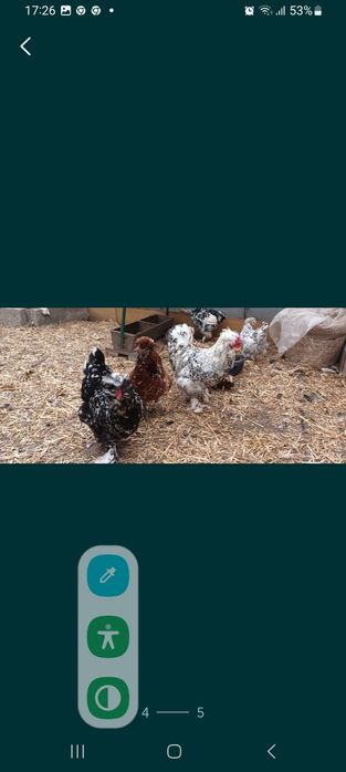 Vand oua pentru incubat de Strumski