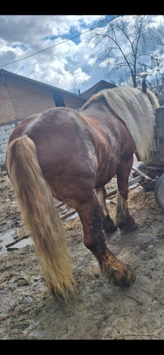 Vand armasar in varsta de 8 ani