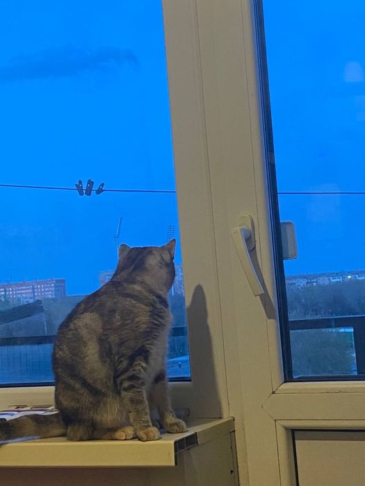 Кошечка ищет дом