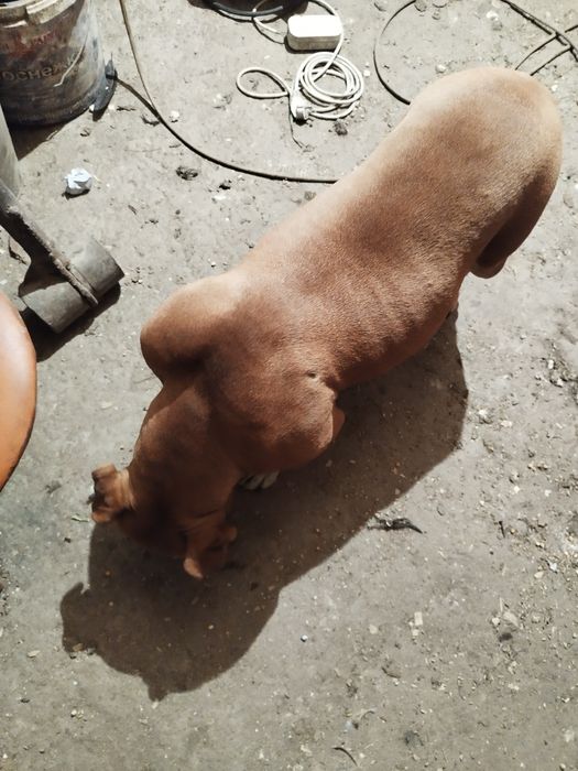 Продам стаффорд девочка