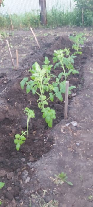 Продам Рассаду помидор