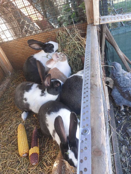 Iepuri Hycole francezi la 3 luni