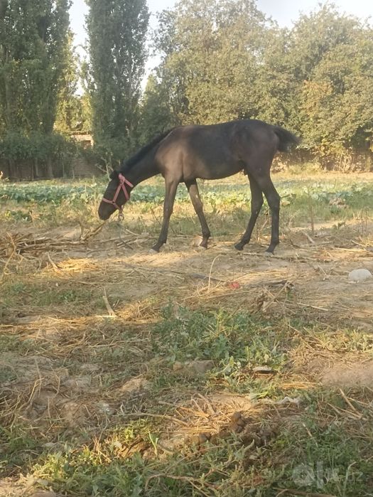 Toylar sotiladi soni 2 ta