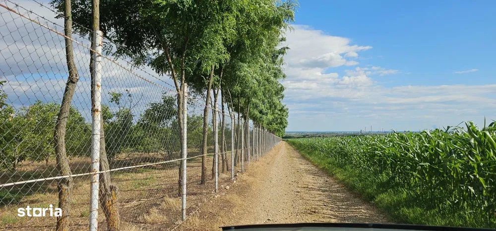 Plantatie de nuci pe rod, 14 ha, 2.000 pomi, zona Bucov