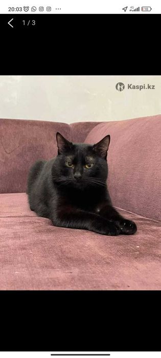 Отдам кота бесплатно