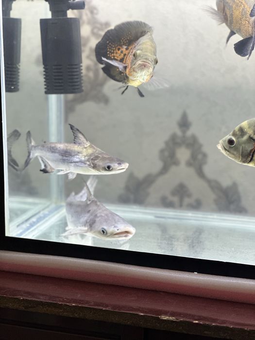 Akula baliq akvariumni sotiladi 25&35 sm astranaus baliq 25&35 sm