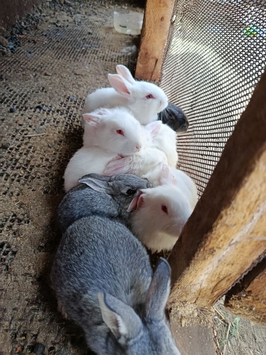 Продам крольчат.