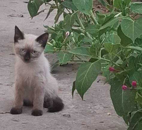 Котенка ищут себе дом