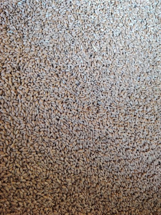 Vând cereale din an2025