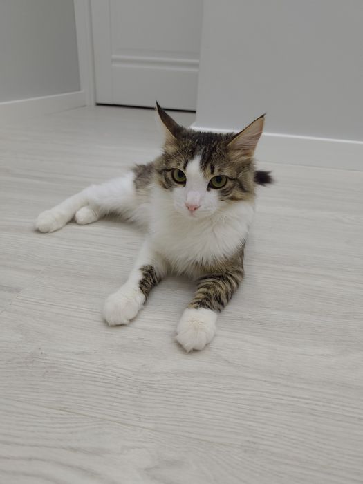 Отдам в хорошие руки котенка (мальчик)