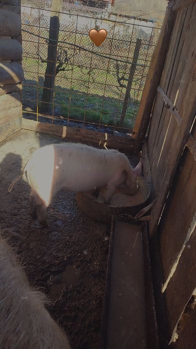 Purcelușe marele alb original