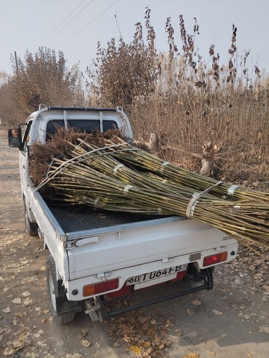 Павлония ку́чатлари у́птим нархларда чекланмаган микдорда