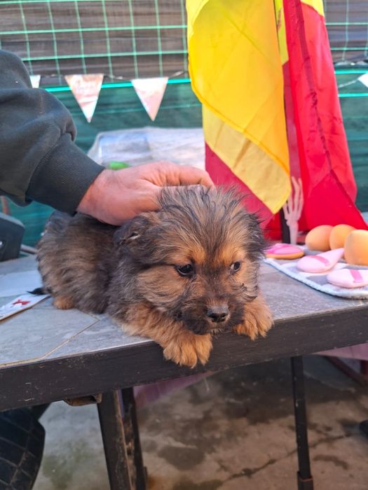 donez 6 catelusi de talie mica