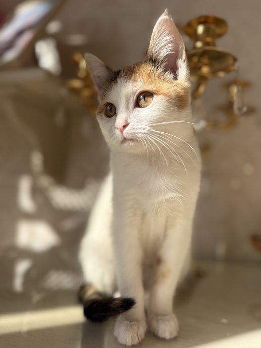 Ласковая, нежна кошечка Ася