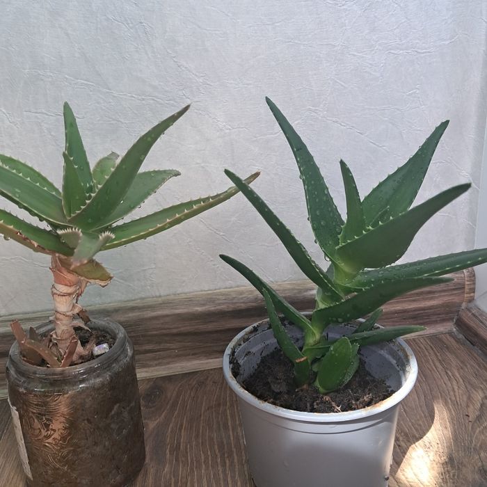 Стайни цветя ходя и алое