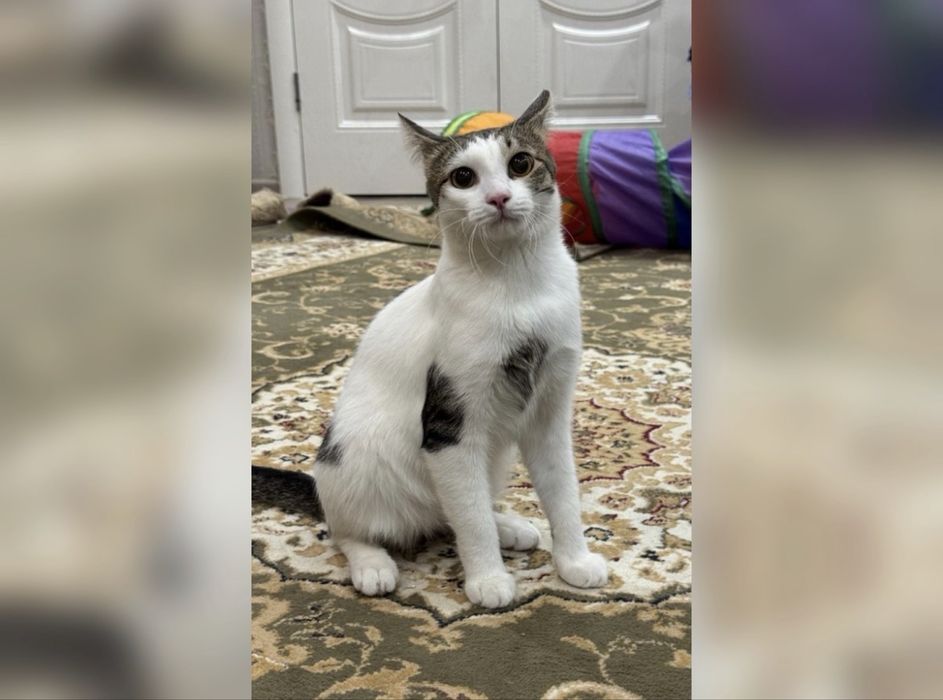 Котик 1 год, кастрирован. Астана