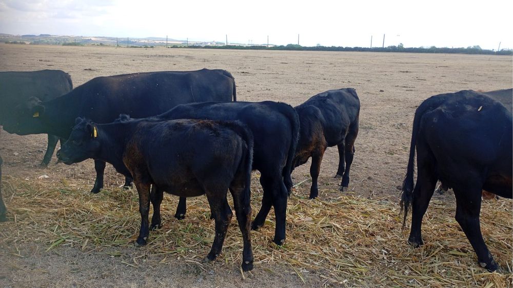 10 Vaci Aberdeen Angus cu viței
