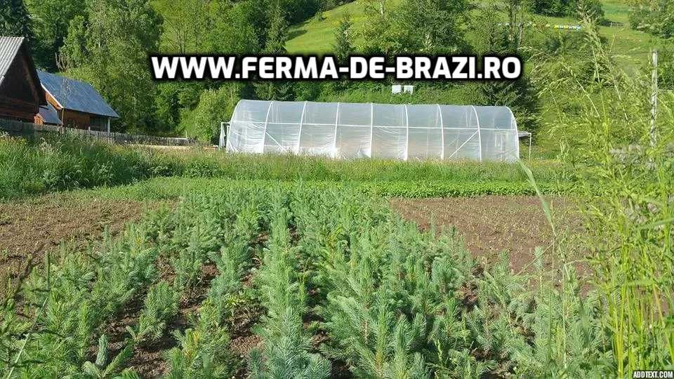 Oferta Pachet 1000 buc. puieti molid argintiu 4 ani- Discount 20%