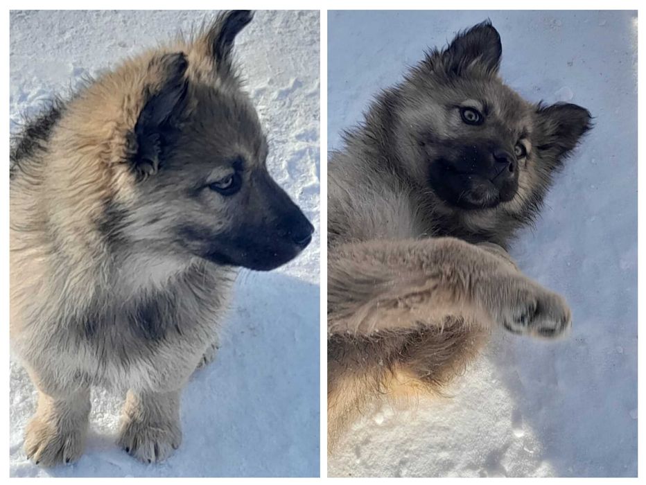 Щенки в добрые руки