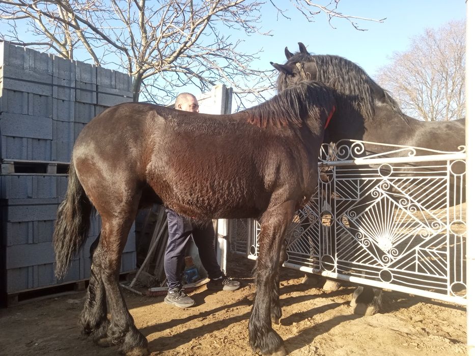 De vânzare mânz frizian