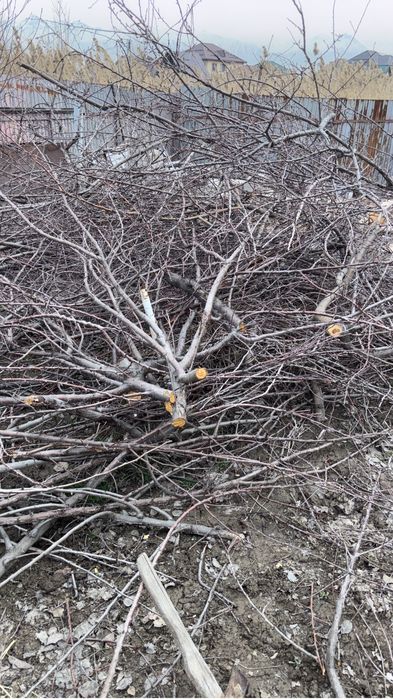 Дрова, ветки самовывоз бесплатно