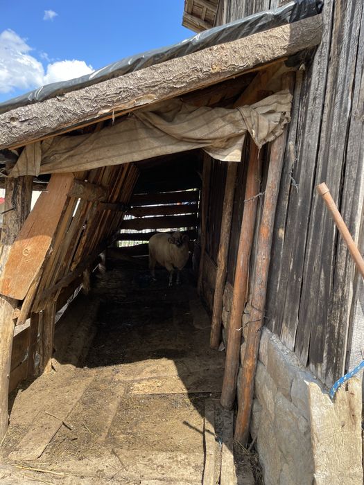 Turmă frumoasă de oi