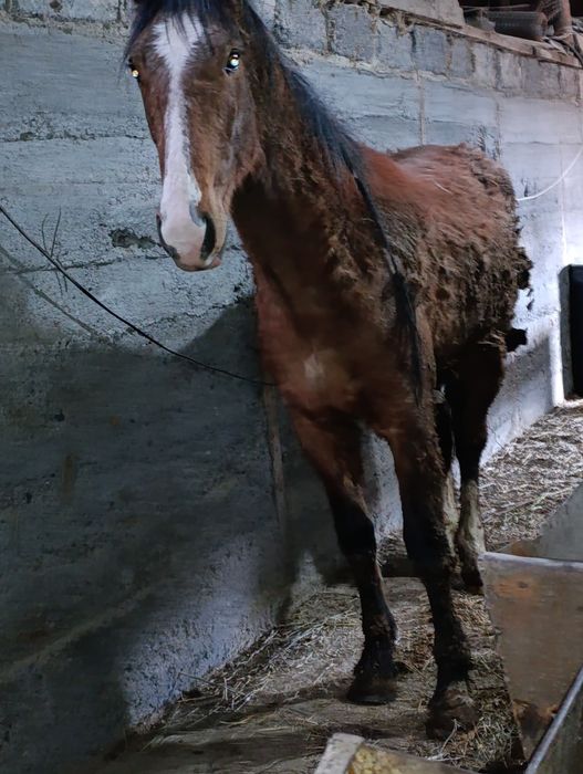 Бие донендер  сатылады.щучинск