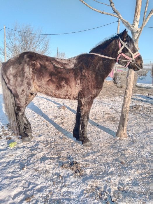 Полутяж айгыр сатылады