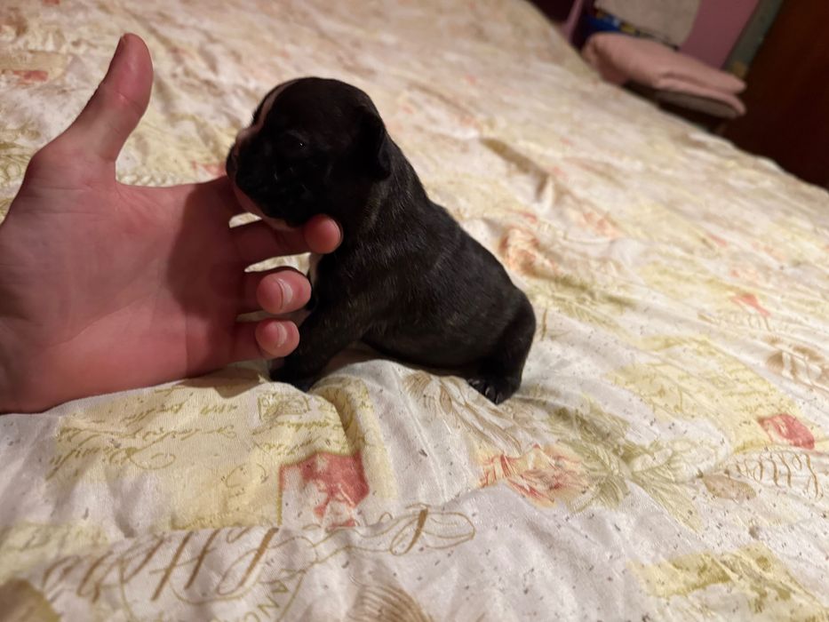 Продавам Френски булдоци