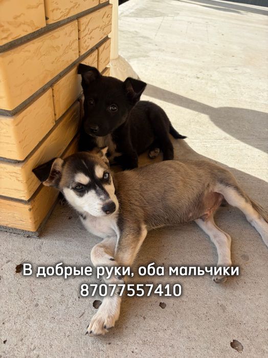 Отдам в добрые руки щенки 2 мальчика