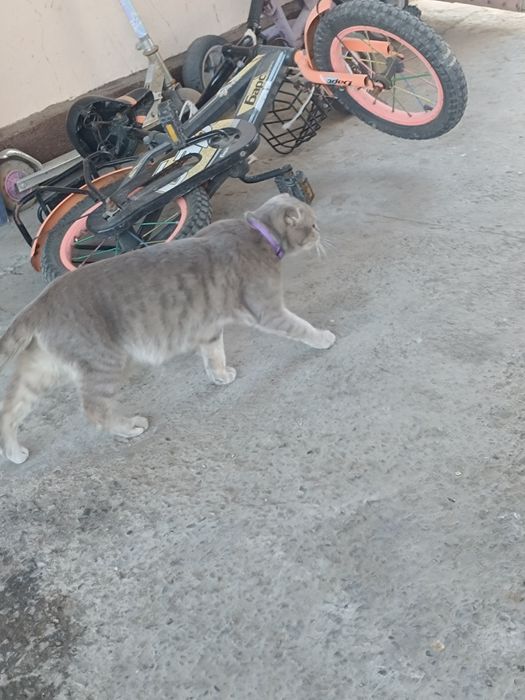 Отдам вислоухою кошку