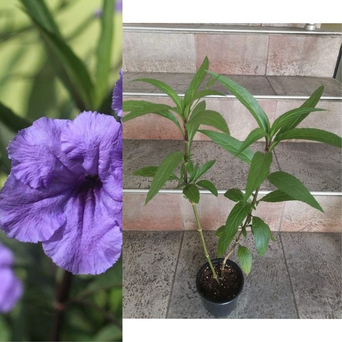 Цветя за продажба