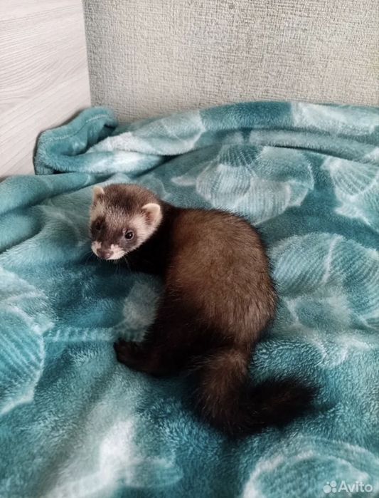 домашний хорекла сотилади