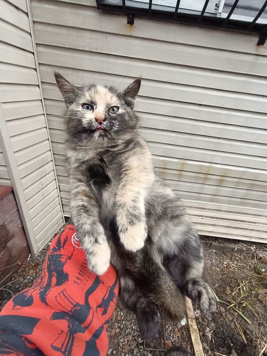 Мохнатое счастье