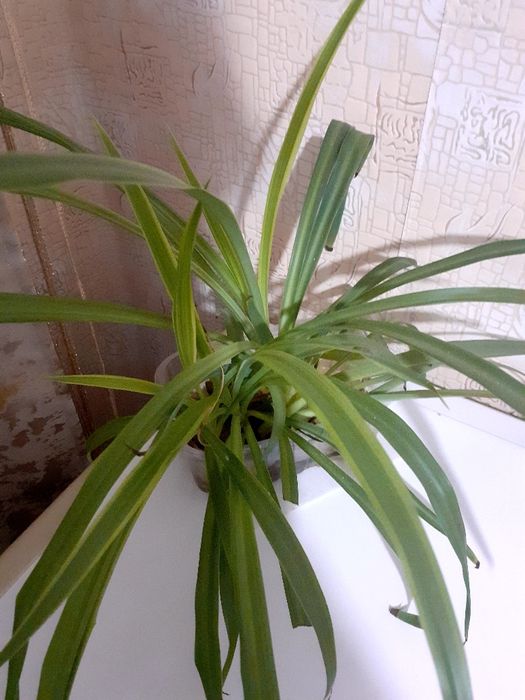 Комнатные цветы.