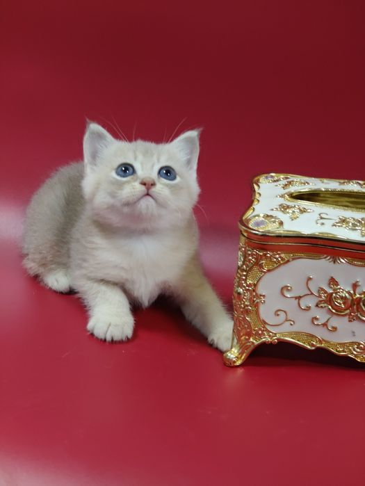 Котик шиншилла  ay25