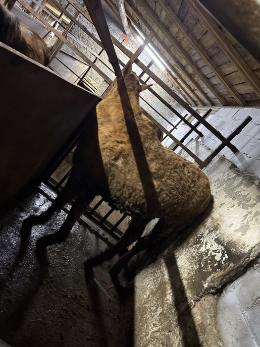 Тай 1,5 с откорма.