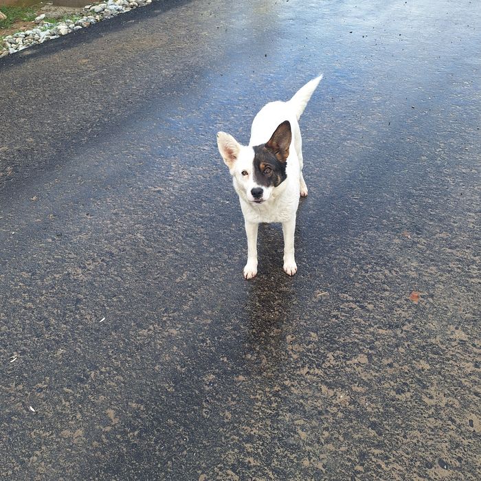 Девочка 1,5 года