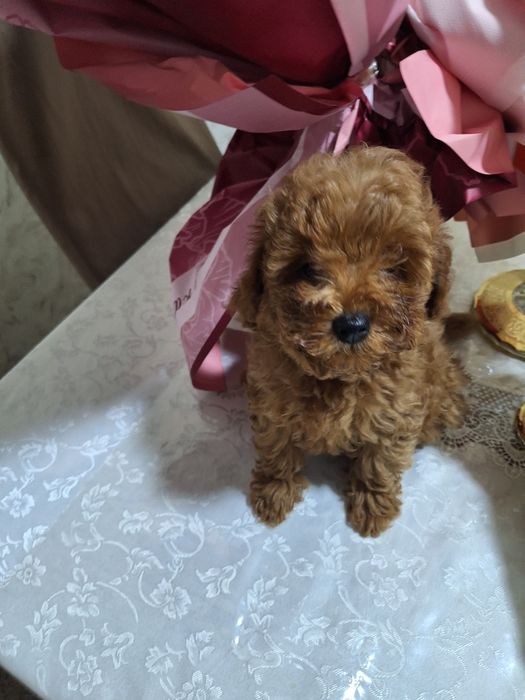 Готовы к перезду в новый дом красные китайские щенки