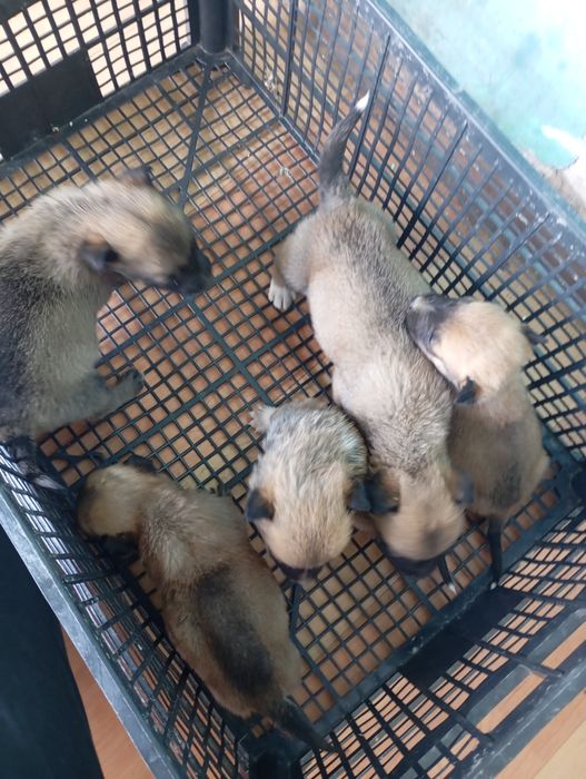 Donez cățeluș talie mică/medie